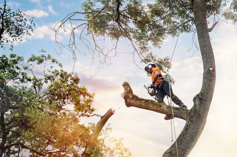 Tree Care and Arborists