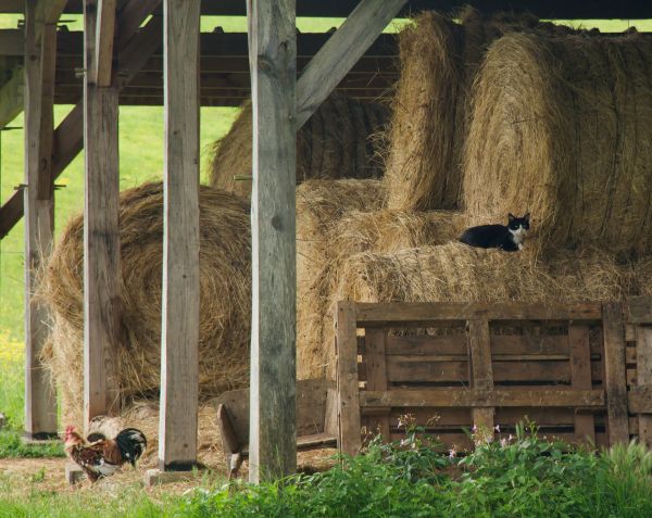 Pole Barn Construction Service