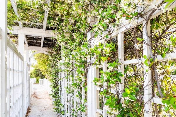 Cucumber Trellis Installation Service