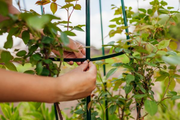 Climbing Plant Trellis Install