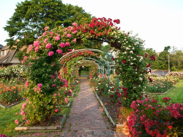 Rose Trellis Installation