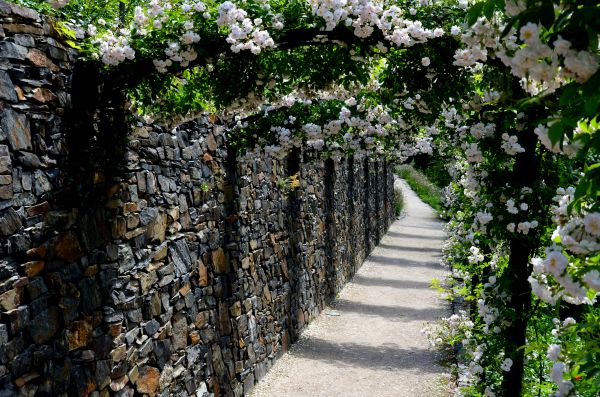 Rose Trellis Construction