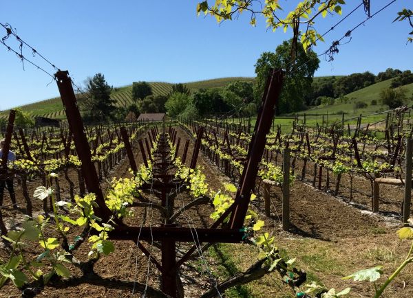 Vineyard Trellis Construction