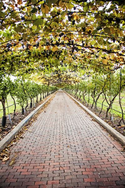 Grapevine Trellis Assembly